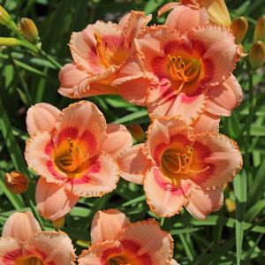 STRAWBERRY CANDY DAYLILY