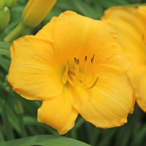 YELLOW LOLLIPOP DAYLILY