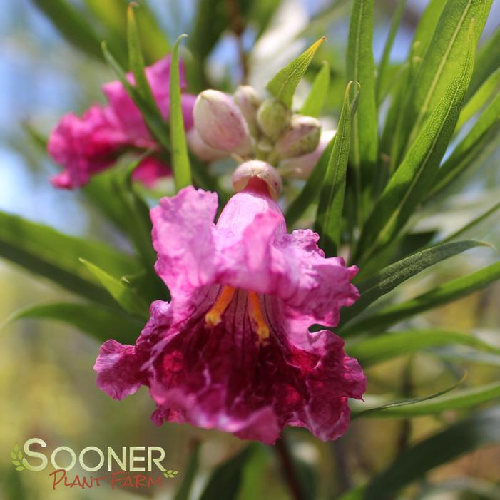 BUBBA DESERT WILLOW