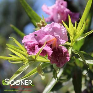 Chilopsis linearis 'Bubba Jones'