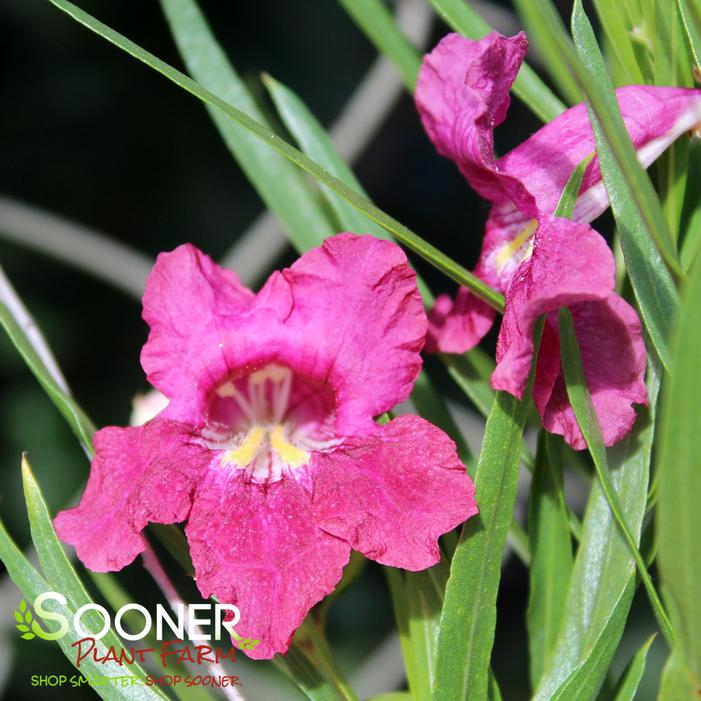 BURGUNDY DESERT WILLOW