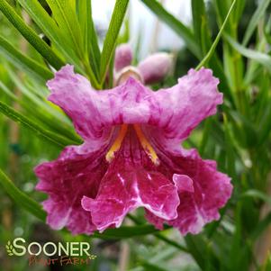 Chilopsis linearis 'Lucretia Hamilton'