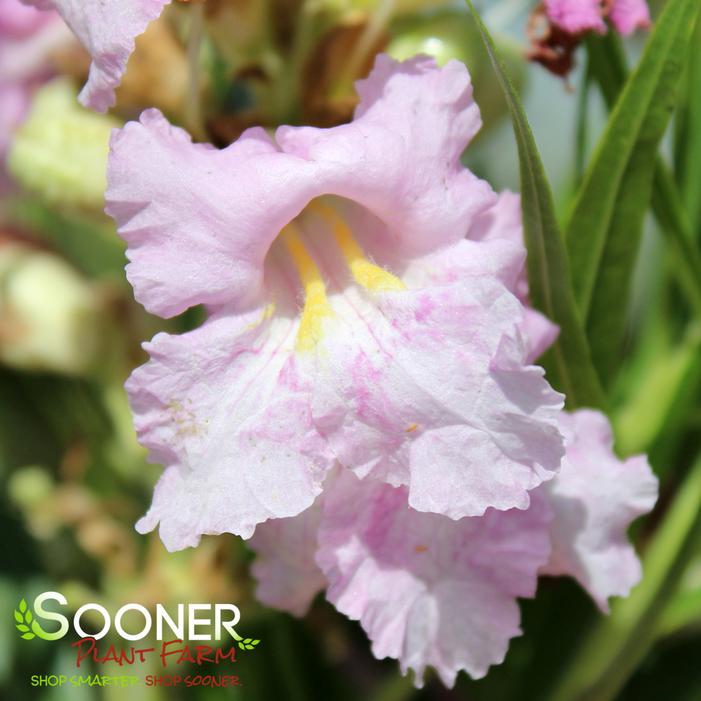 PARADISE DESERT WILLOW