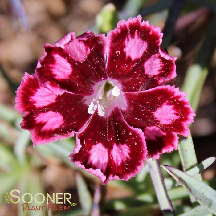 SPANGLED STAR DIANTHUS