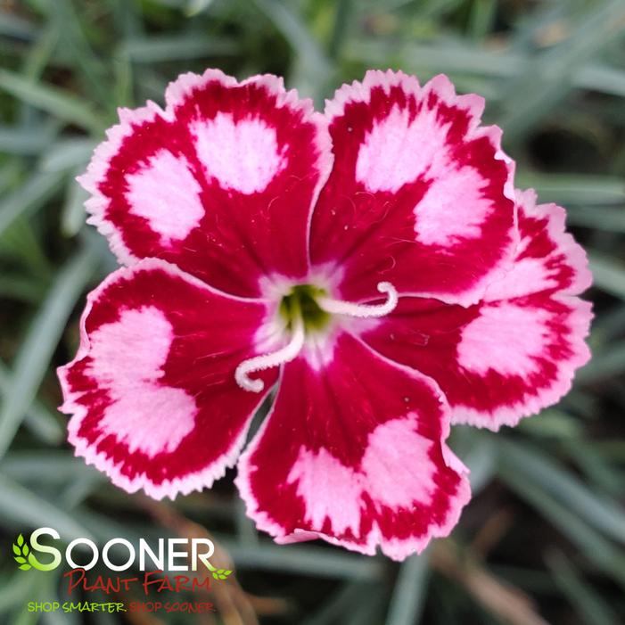 SPANGLED STAR DIANTHUS