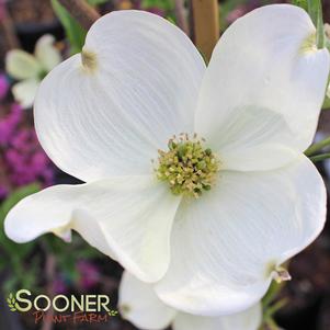 Cornus florida 'Cherokee Princess'