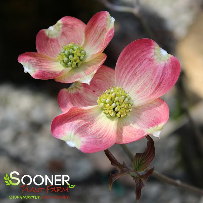 CHEROKEE BRAVE® DOGWOOD