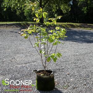 Cornus florida 'Pumpkin Patch'