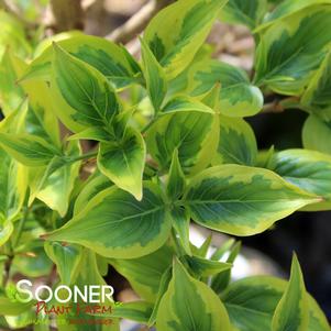 Cornus kousa 'Summer Gold'