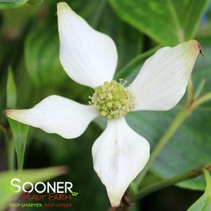 Cornus kousa 'Greensleeves'