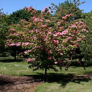 Cornus kousa 'Schmred'