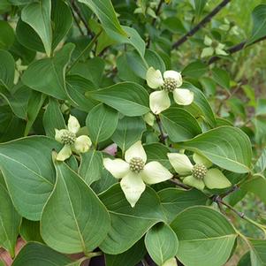 Cornus kousa chinensis 'JN6'