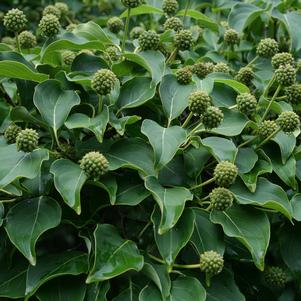 Cornus kousa ''