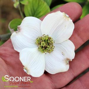 Cornus florida 'Super Princess'