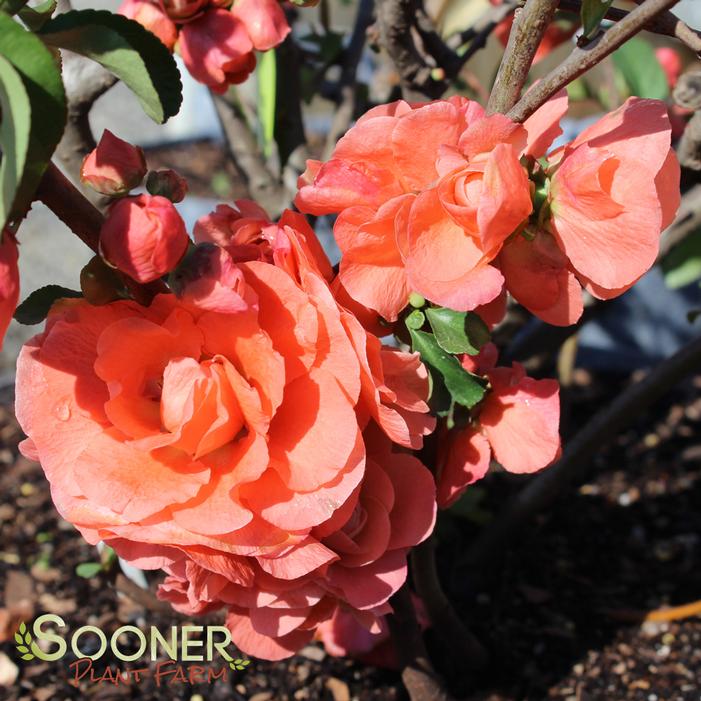 DOUBLE TAKE® ORANGE STORM QUINCE