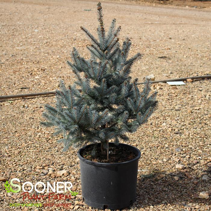 FAT ALBERT BLUE SPRUCE