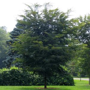 Ulmus japonica x pumila 'New Horizon'