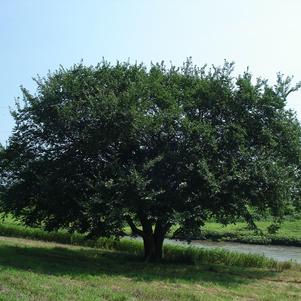 Ulmus americana 'Lewis & Clark'