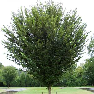 Ulmus americana 'Princeton'