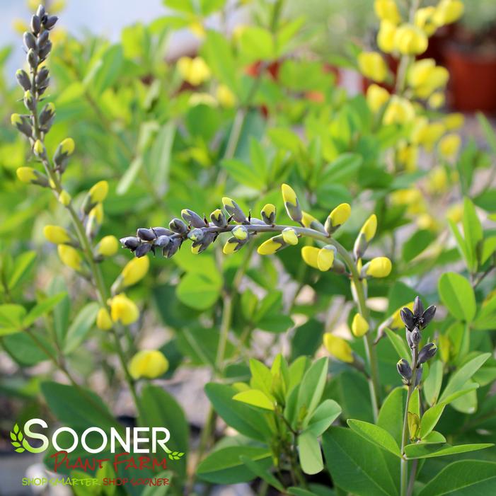 DECADENCE® LEMON MERINGUE FALSE INDIGO