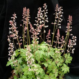 Heucherella x 'Pink Gem'