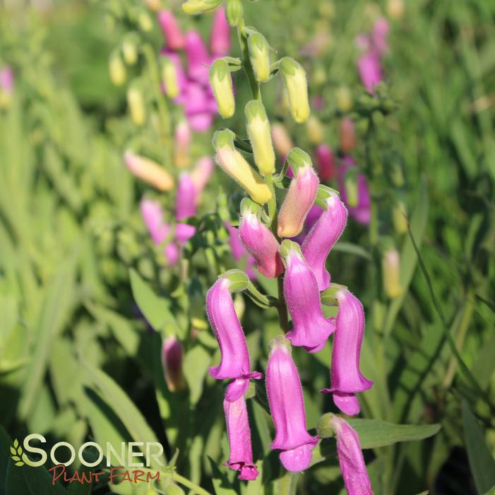 SPANISH PEAKS FOXGLOVE