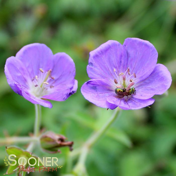 BROOKSIDE CRANESBILL GERANIUM