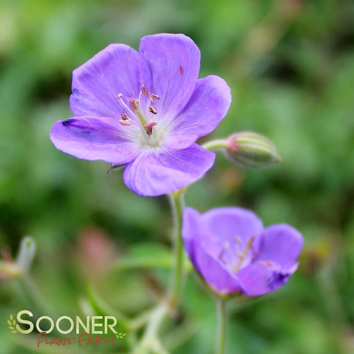 BROOKSIDE CRANESBILL GERANIUM