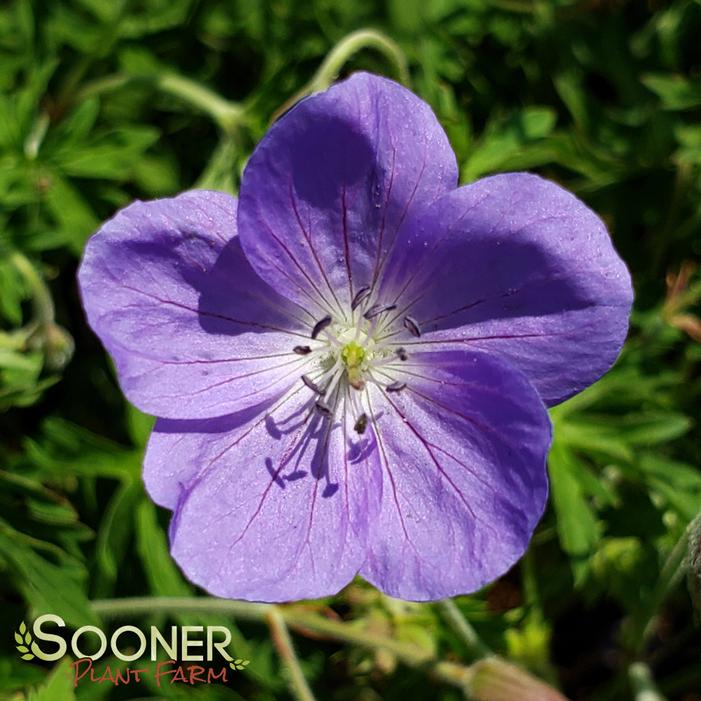 BROOKSIDE CRANESBILL GERANIUM