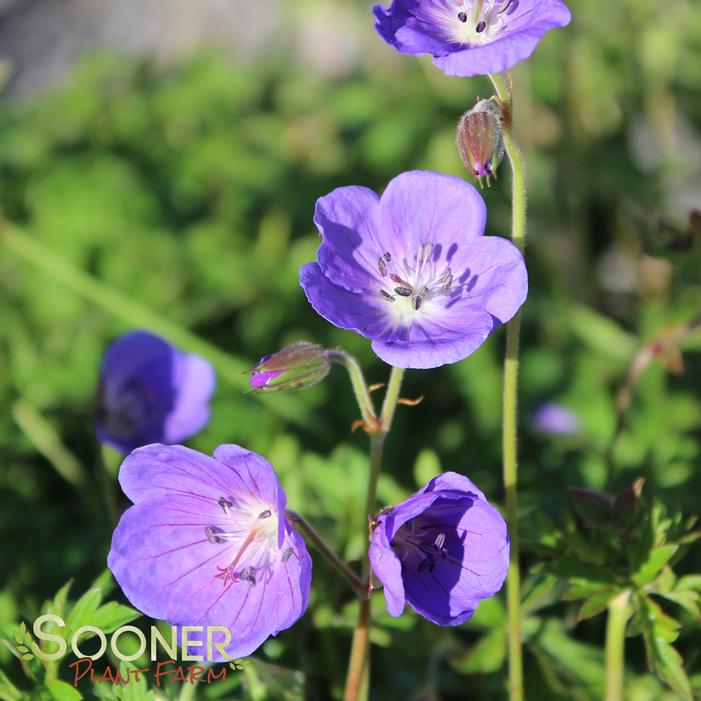 BROOKSIDE CRANESBILL GERANIUM