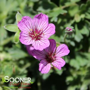 Geranium cinereum 'Ballerina'