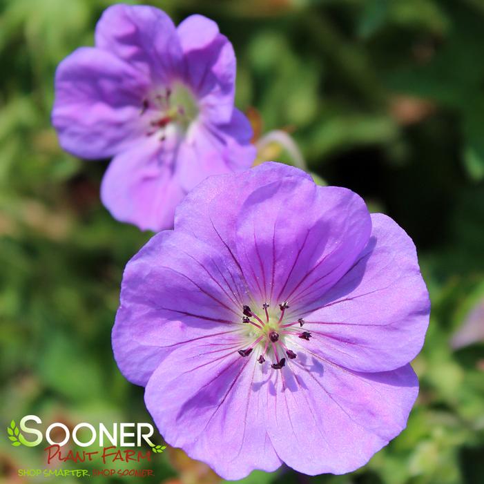 ROZANNE CRANESBILL GERANIUM