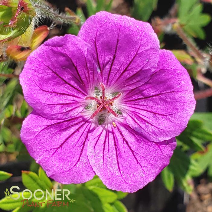 TINY MONSTER CRANESBILL GERANIUM