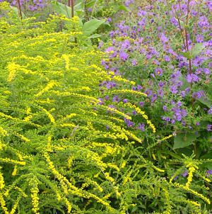 FIREWORKS GOLDENROD