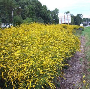 FIREWORKS GOLDENROD