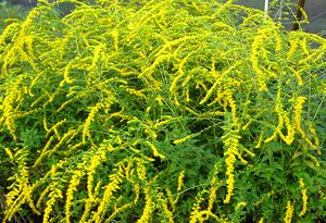 FIREWORKS GOLDENROD