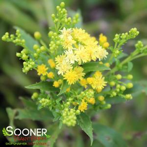 LITTLE LEMON GOLDENROD