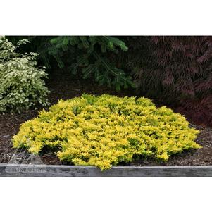 Juniperus horizontalis 'Gold Strike'