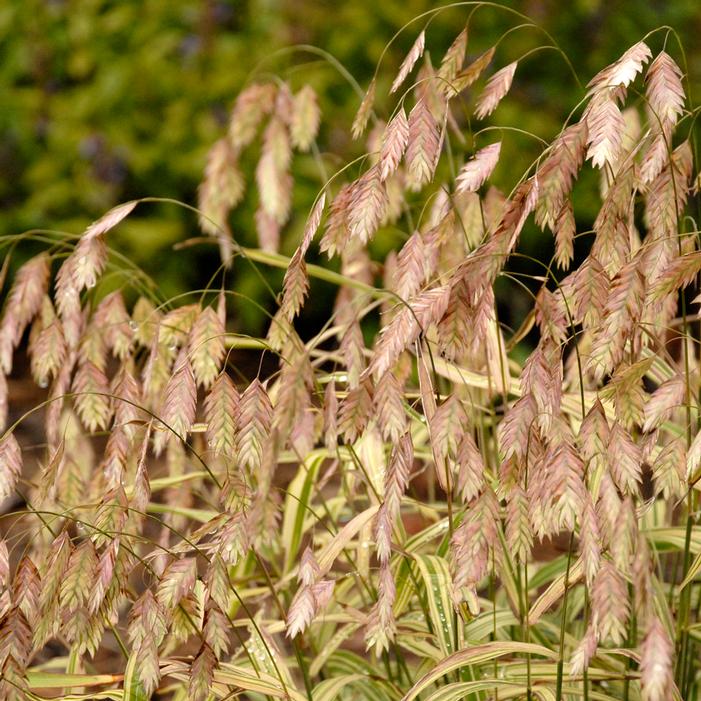 RIVER MIST SEA OATS