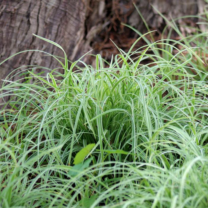 SILVER SCEPTRE SEDGE