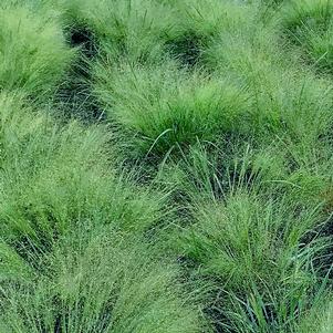 Eragrostis elliottii 'WAH/EE'