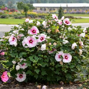 Hibiscus x 'Angel Eyes'