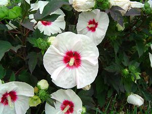 CROWN JEWELS FLEMING™ HARDY HIBISCUS