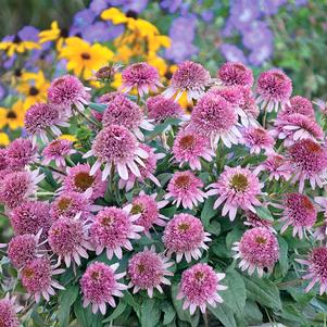 <em>Echinacea</em> CONE-FECTIONS™ BUTTERFLY KISSES CONEFLOWER: 