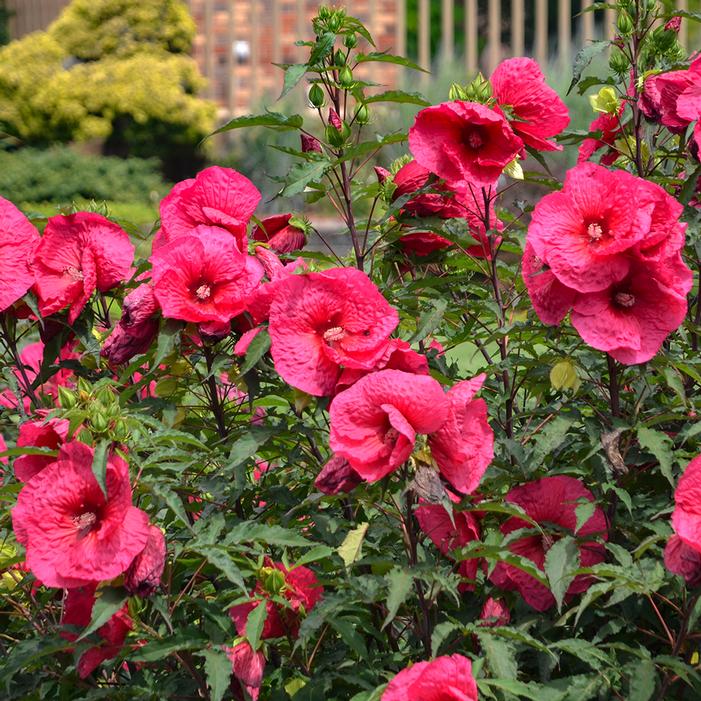 JAZZBERRY JAM HARDY HIBISCUS