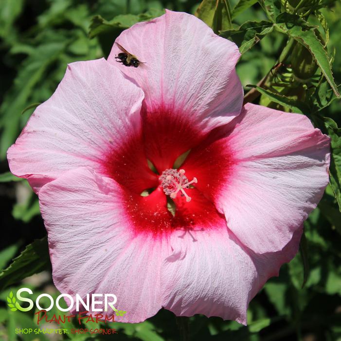 LADY BALTIMORE HARDY HIBISCUS