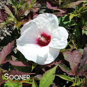 Hibiscus x 'Mocha Moon'