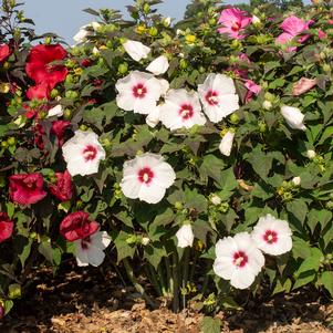 Hibiscus moscheutos 'RutHib5'