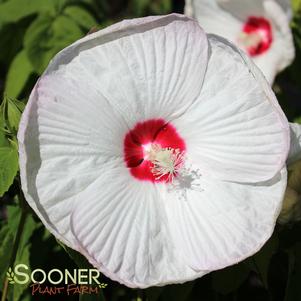 Hibiscus x 'Luna White'