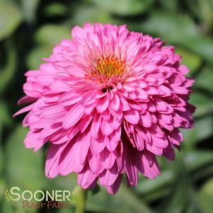 <em>Echinacea</em> <strong>PINK POODLE CONEFLOWER</strong>: